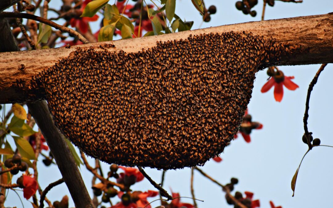 Bienenschwarm